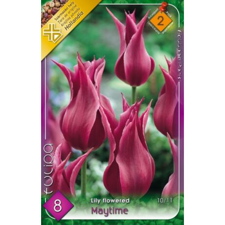 VIRÁGHAGYMA TULIPÁN Tulipa Maytime 8db/cs 10/11