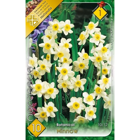 VIRÁGHAGYMA NÁRCISZ Narcisuss Minnow 10db/cs 10/12