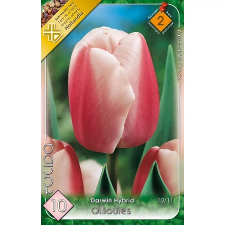 VIRÁGHAGYMA TULIPÁN Tulipa Ollioules 10db/cs 10/11