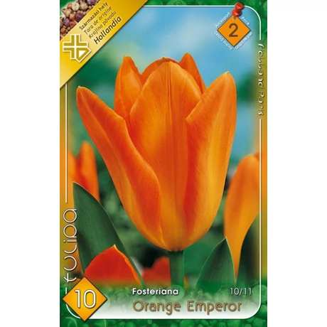 VIRÁGHAGYMA TULIPÁN Tulipa Orange Emperor 10db/cs 10/11