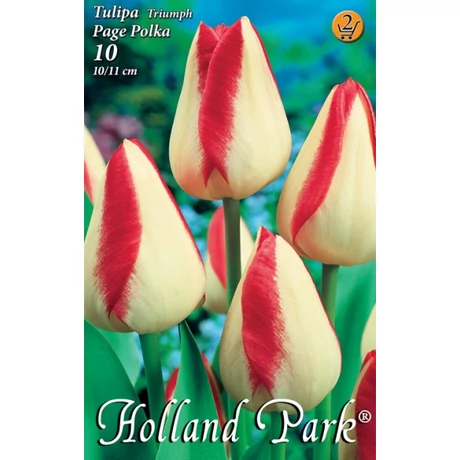 VIRÁGHAGYMA TULIPÁN Tulipa Page Polka 10db/cs 10/11
