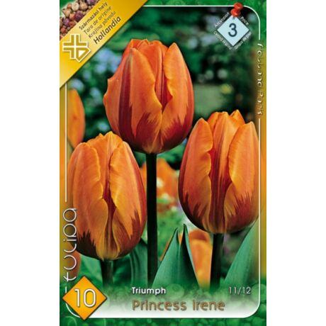 VIRÁGHAGYMA TULIPÁN Tulipa Princess Irene 10db/cs 11/12
