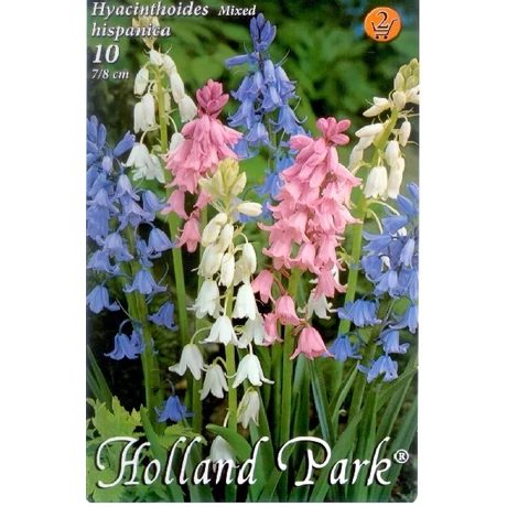 VIRÁGHAGYMA SPANYOL KÉKHARANG Hyacinthoides hispanica színkeverék 10db/cs 7/8