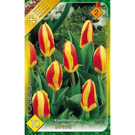 VIRÁGHAGYMA TULIPÁN Tulipa Stresa 10db/cs 10/11