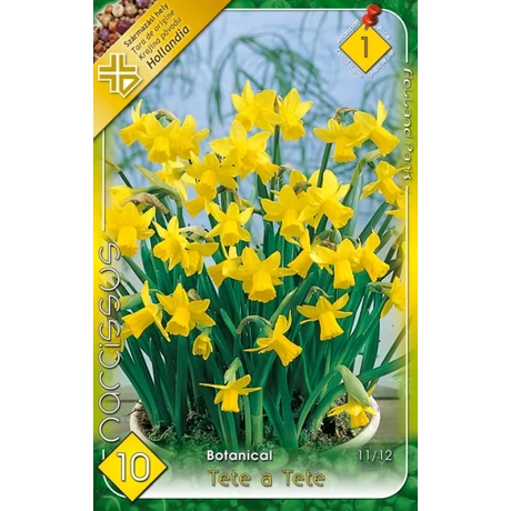 VIRÁGHAGYMA NÁRCISZ Narcisuss Tete a Tete 8db/cs 10/11