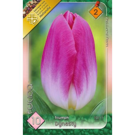 VIRÁGHAGYMA TULIPÁN Tulipa Dynasty 10db/cs 10/11