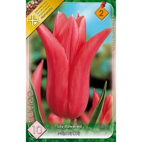 VIRÁGHAGYMA TULIPÁN Tulipa Mariette 10db/cs 10/11