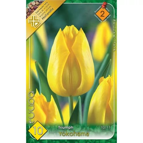 VIRÁGHAGYMA TULIPÁN Tulipa Yokohama 10db/cs 10/11