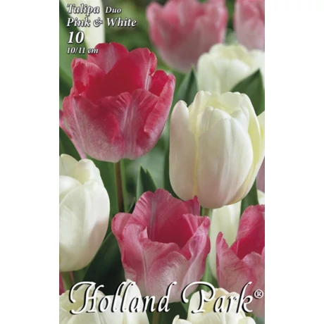 VIRÁGHAGYMA TULIPÁN duo rózsaszín+fehér 10db/cs 10/11