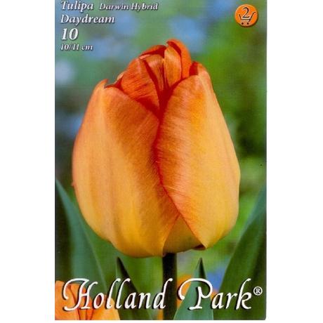VIRÁGHAGYMA TULIPÁN Tulipa Daydream 10db/cs 10/11