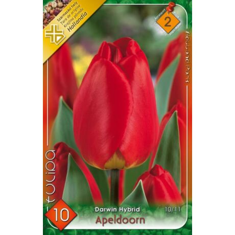 VIRÁGHAGYMA TULIPÁN Tulipa Apeldoorn 10db/cs 10/11