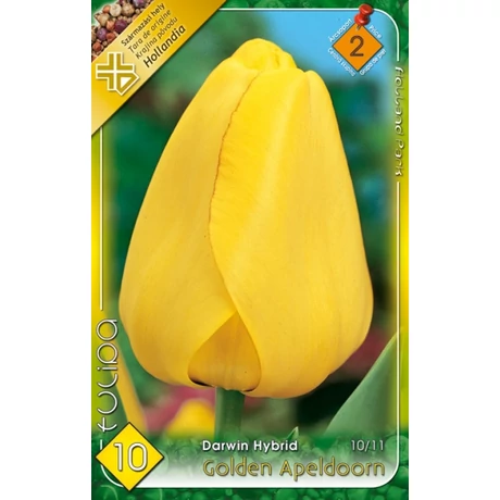 VIRÁGHAGYMA TULIPÁN Tulipa Golden Apeldoorn 10db/cs 10/11