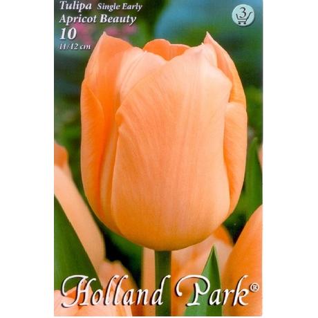 VIRÁGHAGYMA TULIPÁN Tulipa Apricot Beauty 10db/cs 10/11