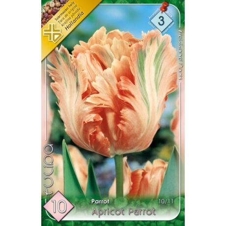 VIRÁGHAGYMA TULIPÁN Tulipa Apricot Parrot 10db/cs 10/11