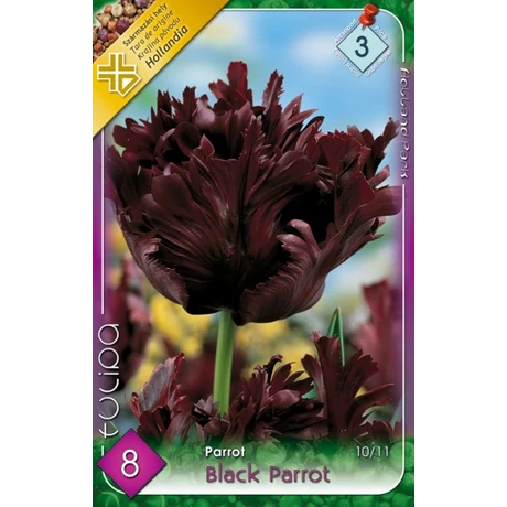 VIRÁGHAGYMA TULIPÁN Tulipa Black Parrot 8db/cs 10/11