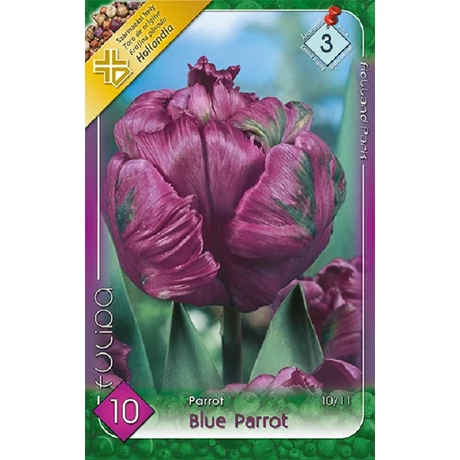 VIRÁGHAGYMA TULIPÁN Tulipa Blue Parrot 10db/cs 10/11
