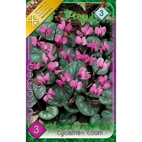 VIRÁGHAGYMA CIKLÁMEN KEREK LEVELŰ Cyclamen coum 3db/cs 10/13