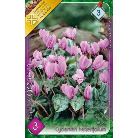 VIRÁGHAGYMA BOROSTYÁNLEVELŰ CIKLÁMEN Cyclamen hederifolium 3db/cs 15/20