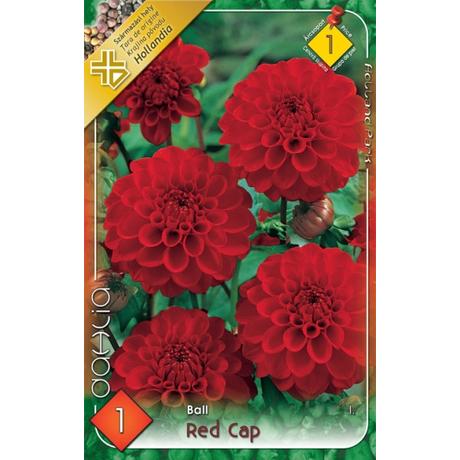 VIRÁGHAGYMA DÁLIA Dahlia Red Cap1db/cs