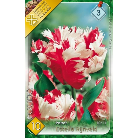VIRÁGHAGYMA TULIPÁN PAPAGÁJVIRÁGÚ Tulipa Estella Rijnveld 10db/cs 10/11