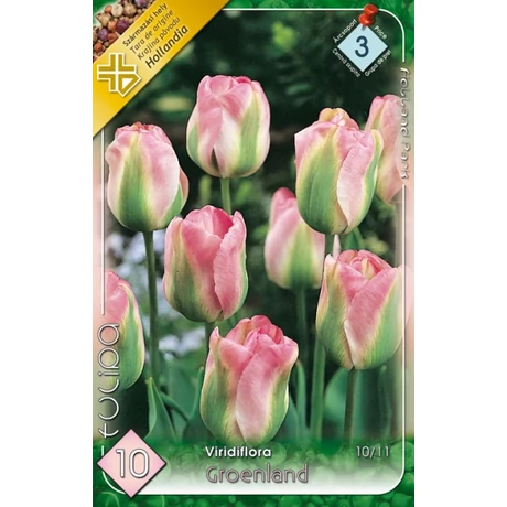VIRÁGHAGYMA TULIPÁN Tulipa Groenland 10db/cs 10/11