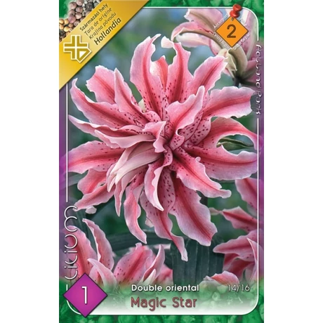 VIRÁGHAGYMA LILIOM Lilium orientale Magic Star teltvirágú 1db/cs 14/16