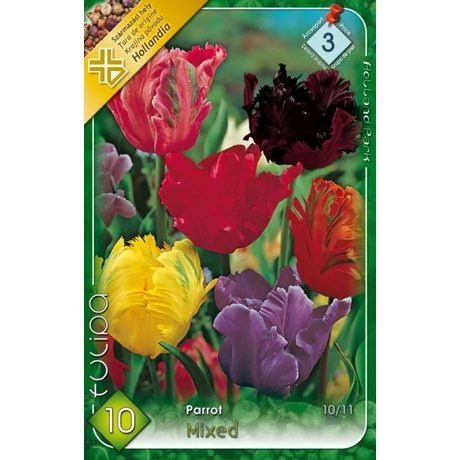VIRÁGHAGYMA TULIPÁN Tulipa papagájvirágú színkeverék 10db/cs 10/11