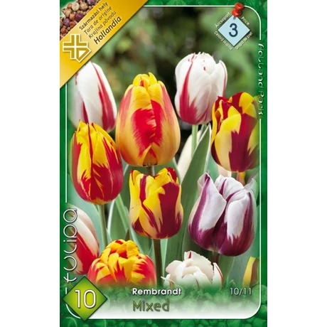 VIRÁGHAGYMA TULIPÁN Rembrandt színkeverék 10db/cs 10/11
