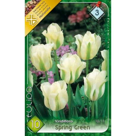 VIRÁGHAGYMA TULIPÁN Tulipa Spring Green 10db/cs 10/12