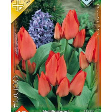 VIRÁGHAGYMA TULIPÁN Happy Family 10db/cs 11/12