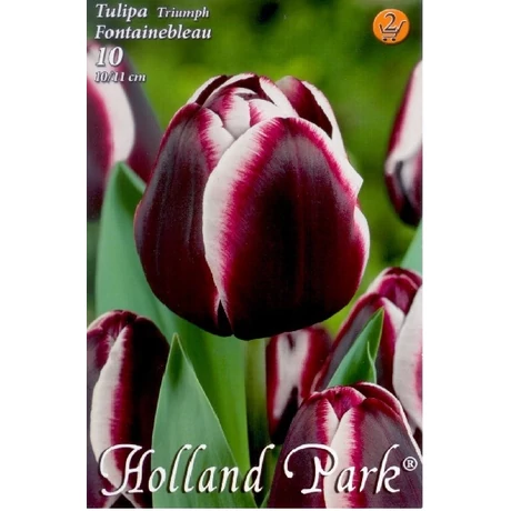 VIRÁGHAGYMA TULIPÁN Tulipa Fontainebleau 8db/cs 10/11