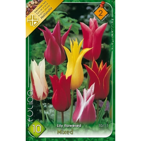 VIRÁGHAGYMA TULIPÁN Liliomvirágú színkeverék 10db/cs 10/11
