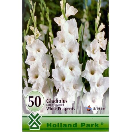 VIRÁGHAGYMA KARDVIRÁG Gladiolus White fehér nagy kiszerelés 50db/cs