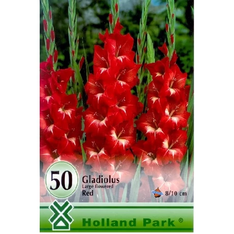 VIRÁGHAGYMA KARDVIRÁG Gladiolus Red piros nagy kiszerelés 50db/cs