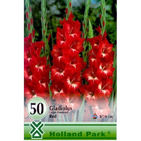 VIRÁGHAGYMA KARDVIRÁG Gladiolus Red piros nagy kiszerelés 50db/cs