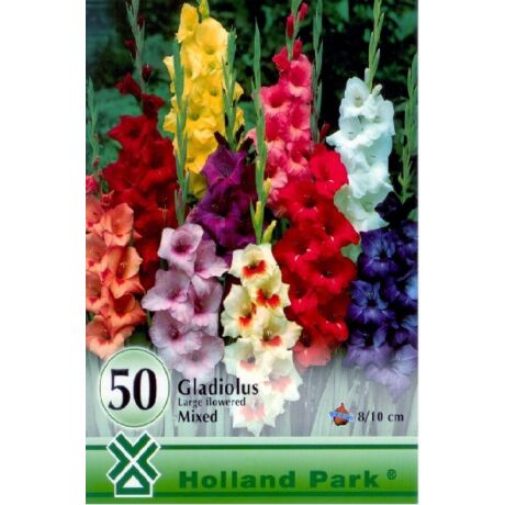 VIRÁGHAGYMA KARDVIRÁG Gladiolus színkeverék nagy kiszerelés 50db/cs