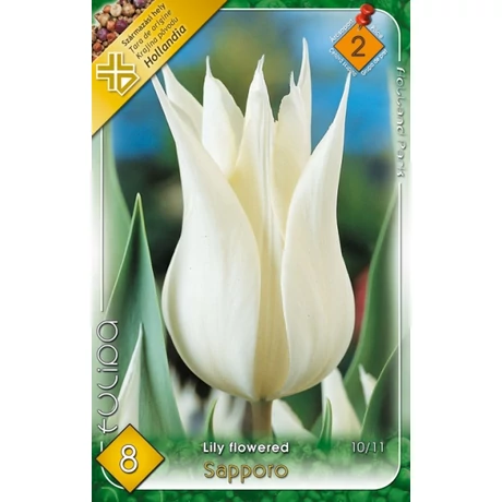 VIRÁGHAGYMA TULIPÁN Tulipa Sapporo 8db/cs 10/11