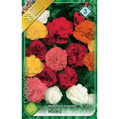 VIRÁGHAGYMA BEGÓNIA NAGYVIRÁGÚ SZÍNKEVERÉK Begonia Multiflora Maxima mixed 3db/cs 4/5