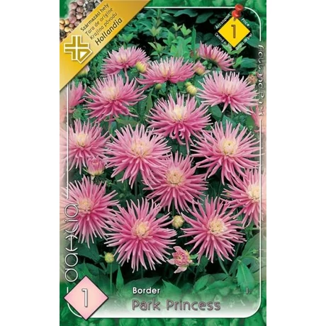 VIRÁGHAGYMA DÁLIA Dahlia Border Park Princess 1db/cs