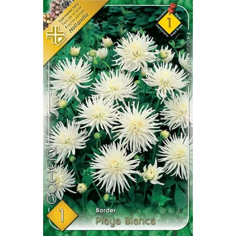 VIRÁGHAGYMA DÁLIA Dahlia Border Playa Blanca 1db/cs