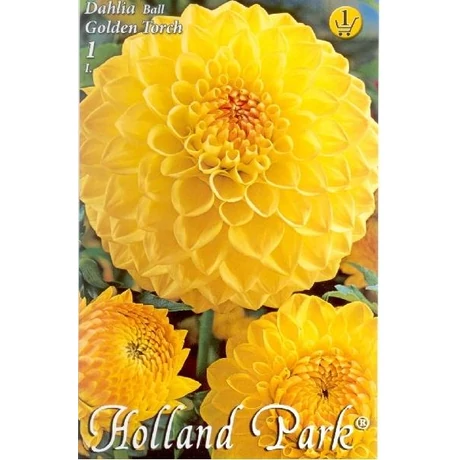VIRÁGHAGYMA DÁLIA Dahlia Ball Golden Torch 1db/cs