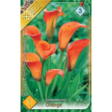 VIRÁGHAGYMA KÁLA Zantedeschia narancs 1db/cs 14/16