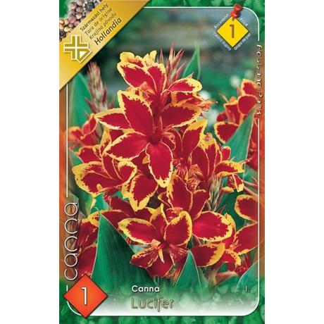 VIRÁGHAGYMA KÁNA Canna Lucifer 1db/cs
