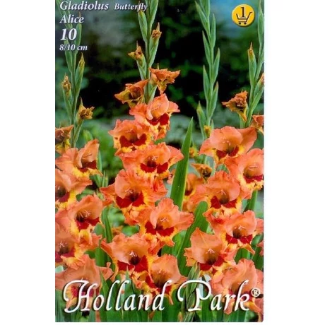 VIRÁGHAGYMA KARDVIRÁG Gladiolus Butterfly Alice 10db/cs 8/10