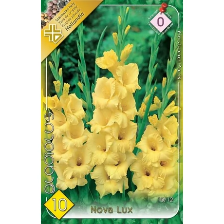 VIRÁGHAGYMA KARDVIRÁG Gladiolus Nova Lux 10db/cs 10/12