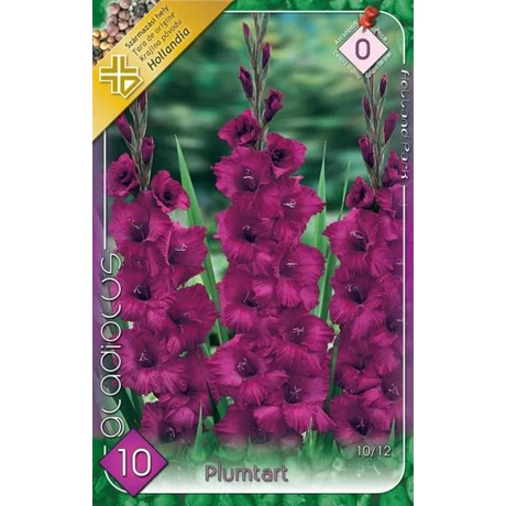 VIRÁGHAGYMA KARDVIRÁG Gladiolus Plumtart 10db/cs 10/12