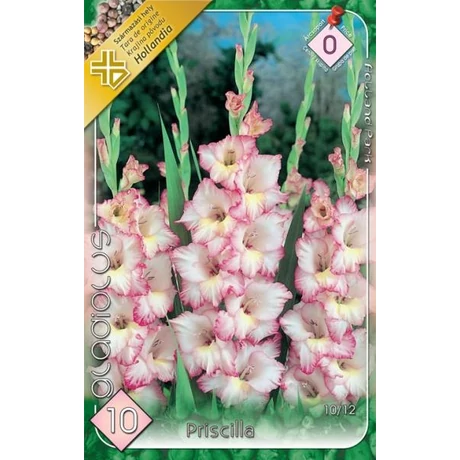 VIRÁGHAGYMA KARDVIRÁG Gladiolus Priscilla 10db/cs 10/12