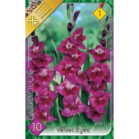 VIRÁGHAGYMA KARDVIRÁG Gladiolus Velvet Eyes 10db/cs 10/12