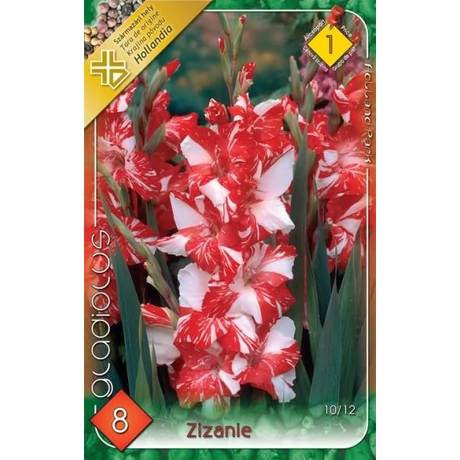 VIRÁGHAGYMA KARDVIRÁG Gladiolus Zizanie 8db/cs 10/12