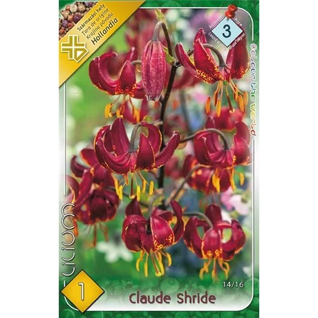 VIRÁGHAGYMA LILIOM Lilium Claude Shride 1db/cs 14/16